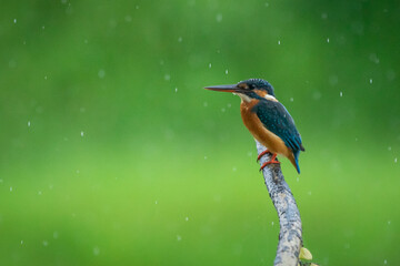 A common kingfisher native to Eurasia perching on a branch in the middle of the rain with bokeh background 