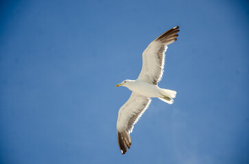 Gaivota na praia