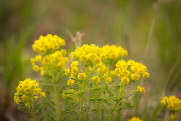 yellow flowers in spring