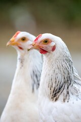 portrait of two chickens outside. 