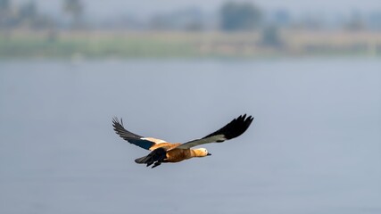 The ruddy shelduck (Tadorna ferruginea)