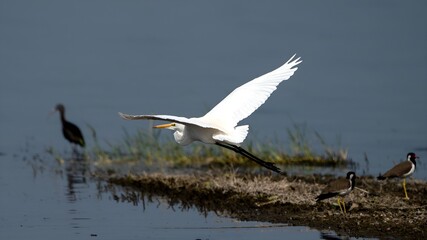 The great egret (Ardea alba)