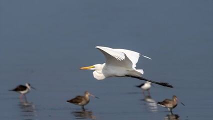 Fototapeta na wymiar The great egret (Ardea alba)