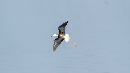 The black-winged stilt (Himantopus himantopus)