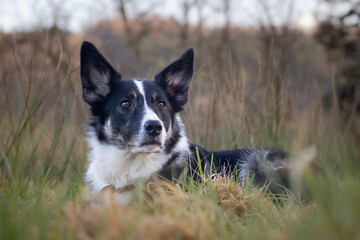 Portrait of a border collie dog laying down in a field.