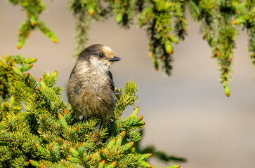 Gray Jay (Perisoreus canadensis)