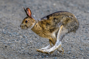 Hare