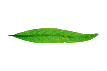 Fototapeta na wymiar Lemon Leaf Green isolated on white