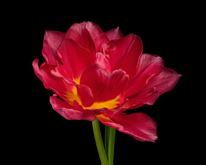 Red blooming tulip with green stem and leaf isolated on black background. Studio close-up shot.
