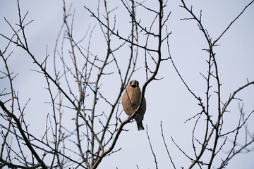 Hawfinch, Coccothraustes Coccothraustes, colorful bird sitting in a tree looking for food in winter