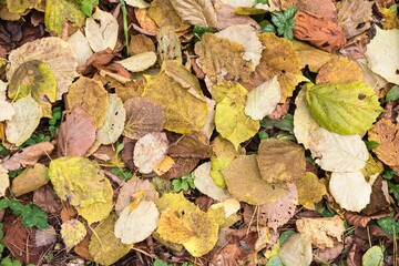fallen autumn leaves from different trees lie on the grass