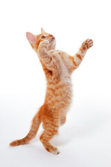 Ginger kitten standing on its hind legs and catching something above - 572661432
