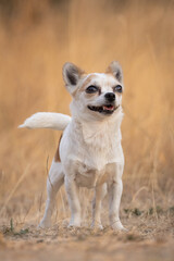 Portrait of a chihuahua dog outside. 