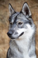 Portrait of a Siberian Husky dog.