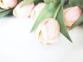 Obraz premium Różowe kwiaty tulipany tło
