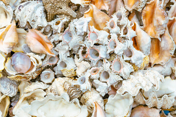 Marine Shells sold as Souvenirs in Alexandria market, Egypt. Africa.