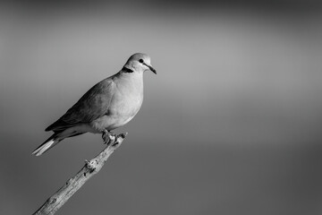 Mono ring-necked dove perched in golden light