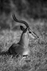 Mono male common impala in grass staring