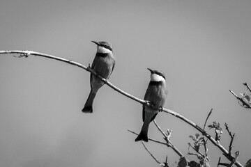 Mono little bee-eaters mirroring positions on branch