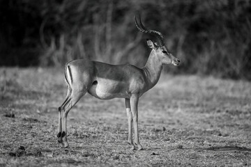 Mono common impala with catchlight stands staring