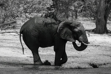 Mono African elephant squirts mud over body