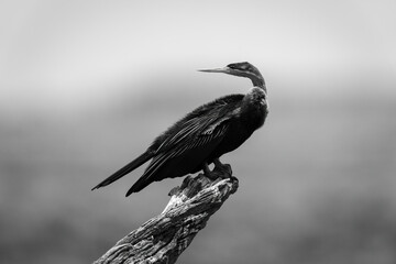 Mono African darter on log looking back