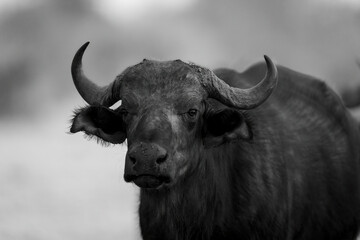 Mono close-up of male Cape buffalo staring