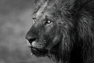 Mono close-up of male lion looking dirty