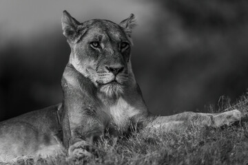 Mono close-up of lioness lying on slope
