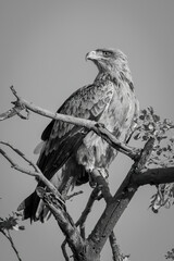 Mono tawny eagle on branch turning head