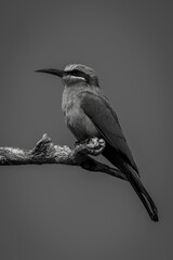 Mono white-fronted bee-eater on branch in profile