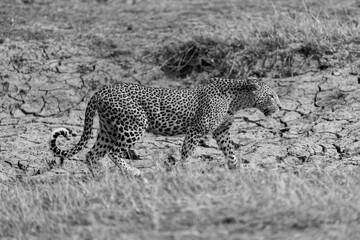 Mono female leopard crosses riverbed in sunshine