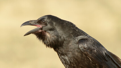 Common raven black bird with open mouth, black raven call, Corvus corax