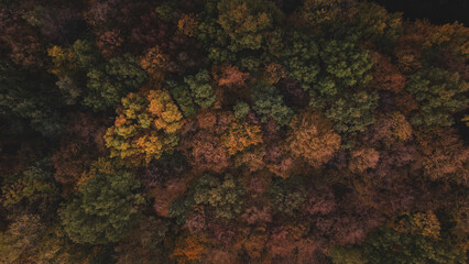 Obraz na płótnie Canvas Aerial shot of orange-red and green forests at sunset in Slovak forests. Autumn fairy tale. Variety and colourfulness of nature