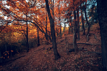 Autumn forest nature. Morning in the autumn forest. Scenery of nature with sunlight