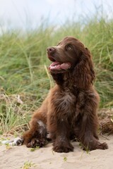 Chocolate cocker spaniel puppy at the beach.