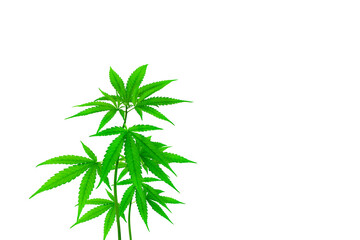 Naklejka na ściany i meble cannabis plant isolated on a white background