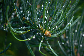 Pine tree pest. Conifer-killing insects attack coniferous tree. Adelges insect which feed on...