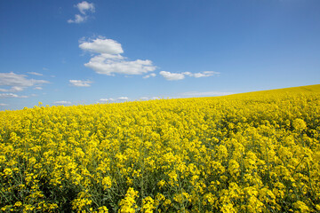 Rapeseed oil grown in UK with sunny blue sky backgroune. Also known as Canola oil in USA.  - obrazy, fototapety, plakaty