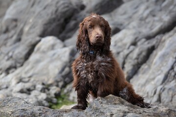 Chocolate cocker spaniel sat on rocks at the beach.