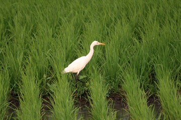 green farmland with bird