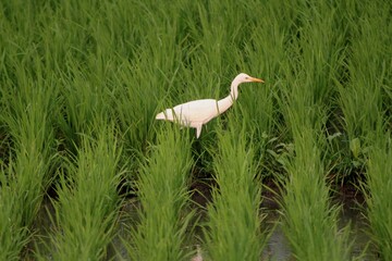 green farmland with bird