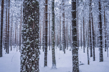 Snow covered trunks of pine trees in winter. Lahti, Finland.