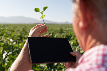 Quality control of a sprout from a sustainable crop. Agronomist inspects the plants with his electronic device. Concept organic farming, quality control