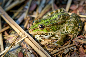 frog on the shore close up