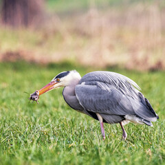  Letzter Schrei - Graureiher erbeutet Maus