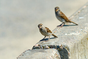 young little sparrow close up