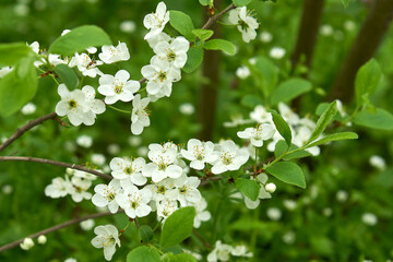 white flowers of an apple tree on a branch in the garden
