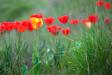 tulips in a field in summer close-up