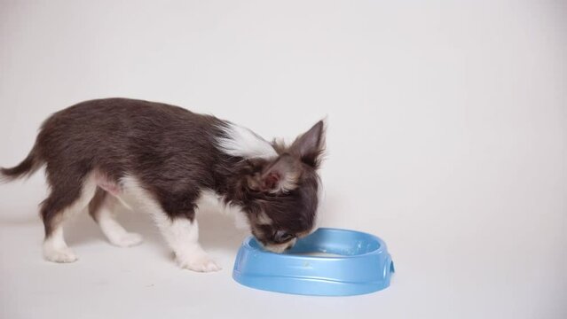 chihuahua puppy eats from a bowl on a white background